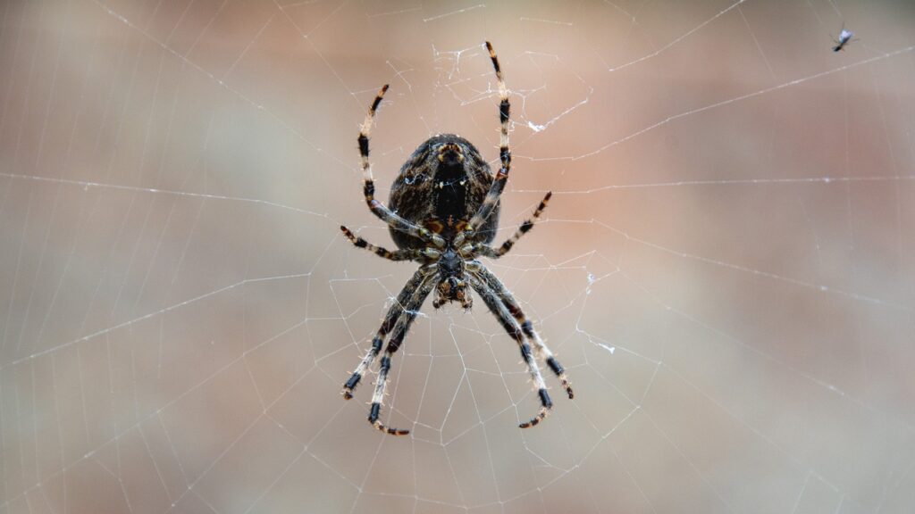 european garden spider, spider, cobweb, spider web, araneus diadematus, diadem spider, crowned orb weaver, arachnid, web, nature, macro, closeup, spider, spider, spider, spider, spider, spider web
