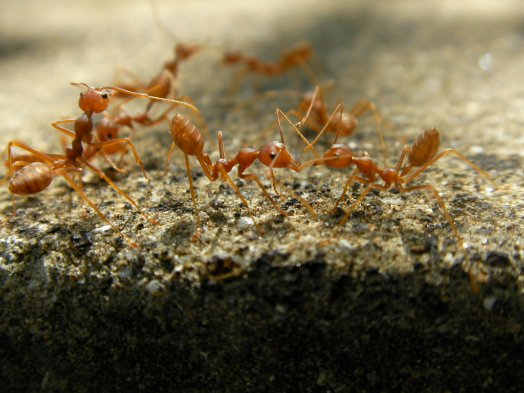 Solenopsis invicta (fire ants)