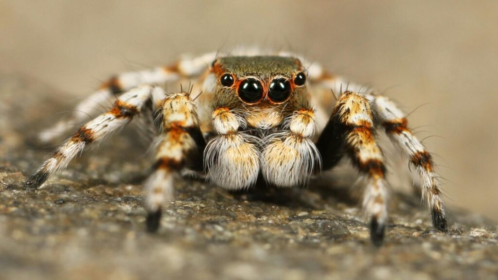 Macro shot of a jumping spider with vivid details and focus on a textured rock surface.