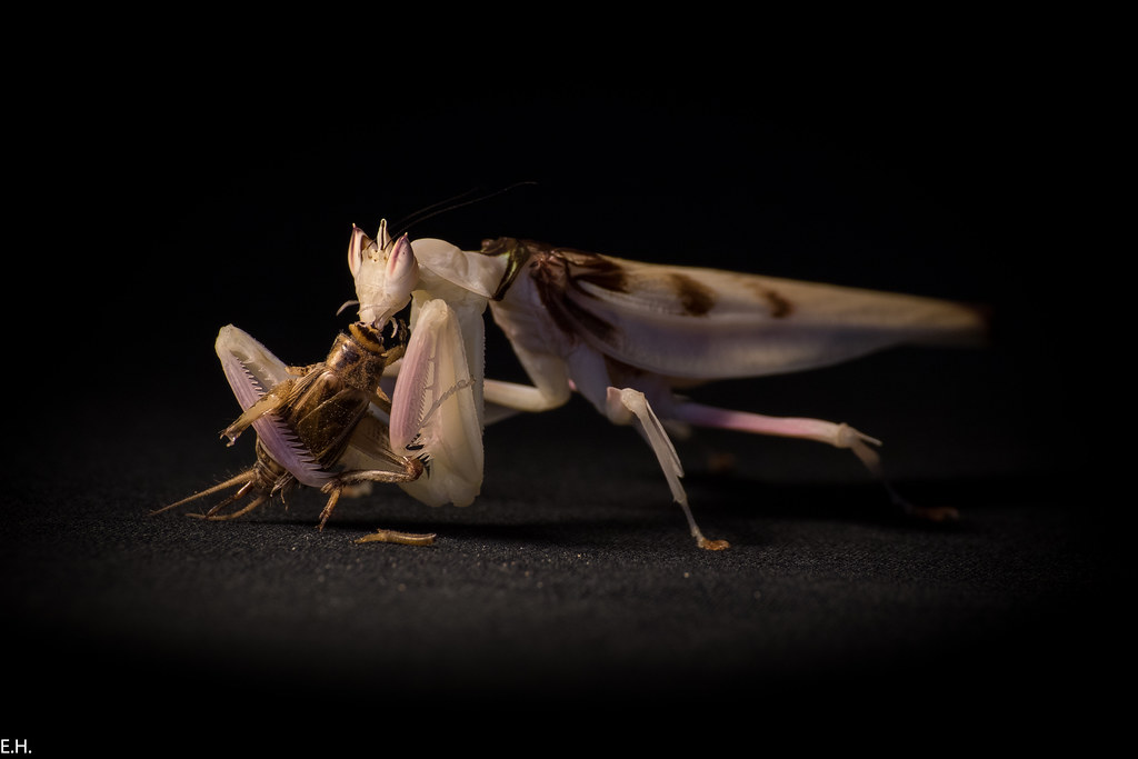Hymenopus coronatus (Orchid Mantis) and prey