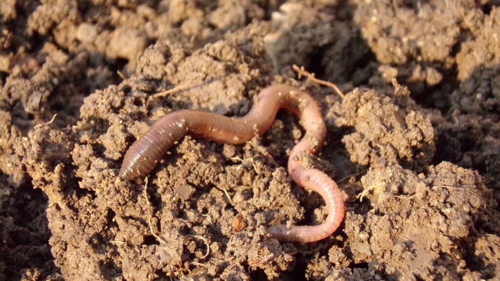 earthworm, soil, dirt, macro, earthworm, earthworm, earthworm, earthworm, earthworm, soil