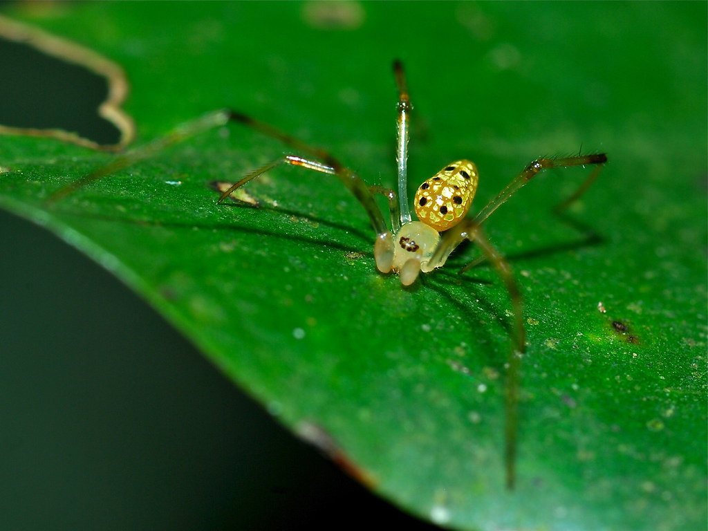 A mirror spider on a leaf.
