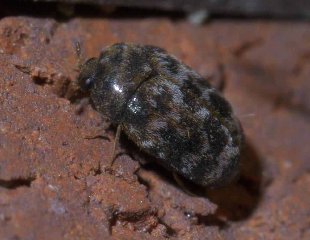 A khapra beetle