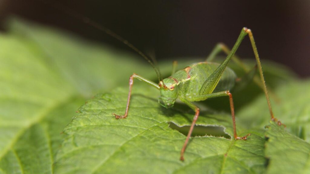 Macro shot of a green grasshopper sitting on a leaf, showcasing its detail and texture.