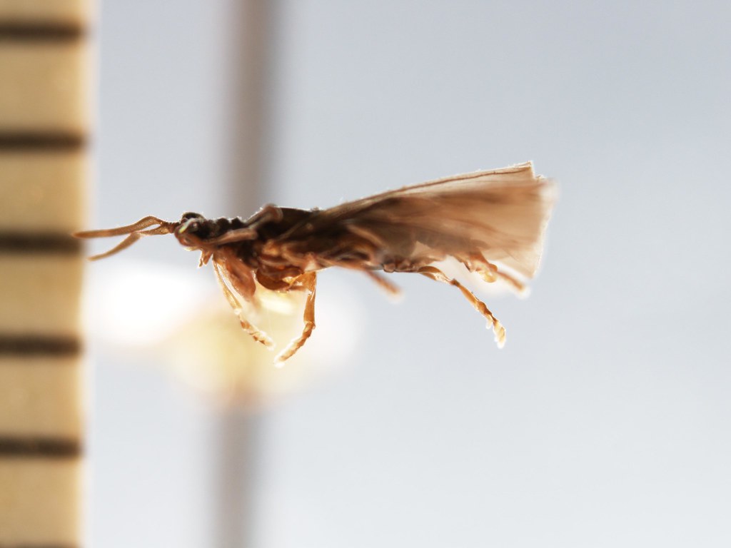 A free-living male strepsiptera