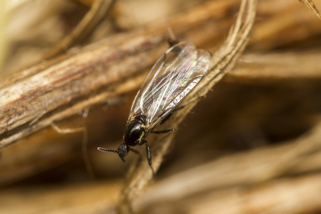A macro-shot of a fungus gnat