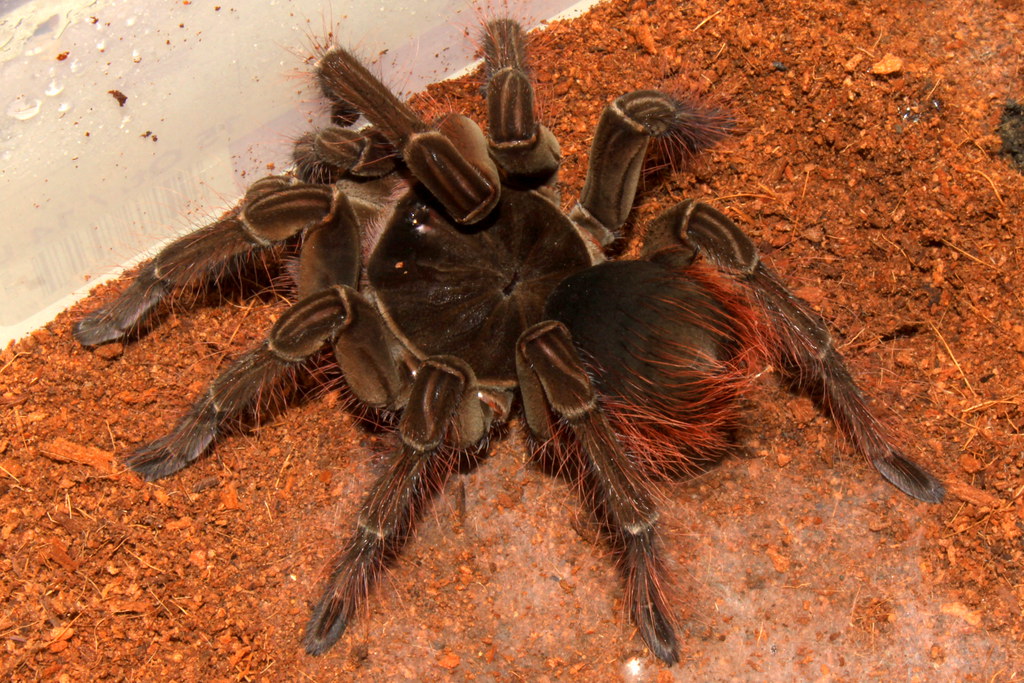 The Goliath birdeater on a red soil against a white wall