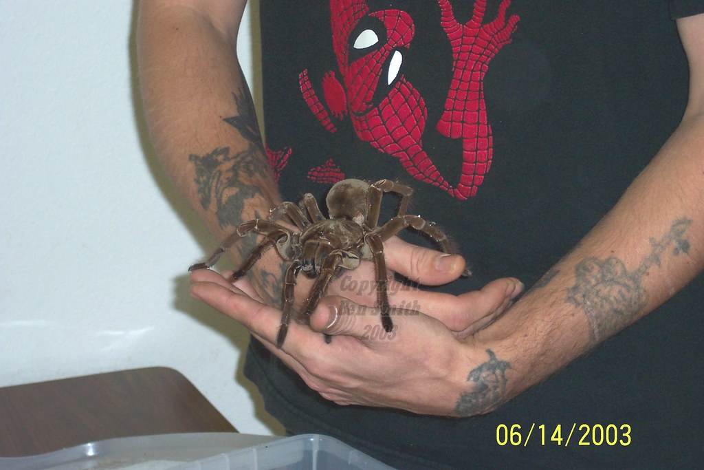A Goliath Tarantula (Theraphosa blondi) on a man's hand
