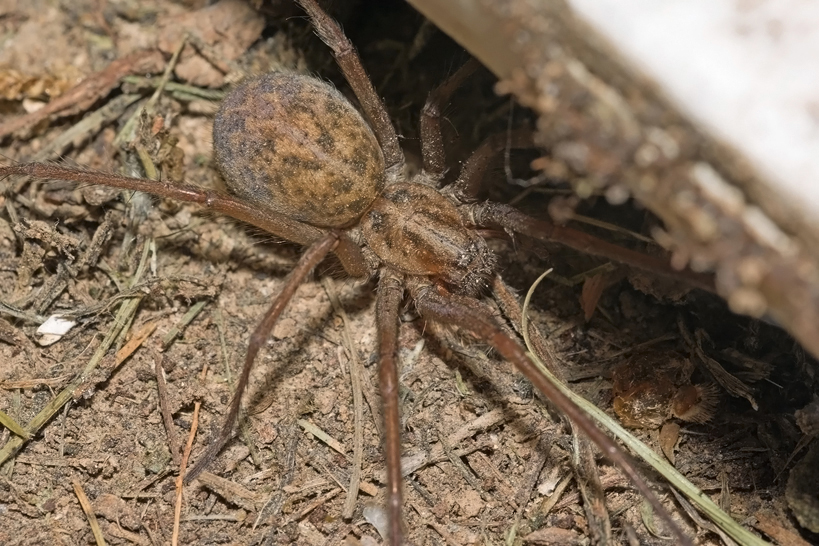 Eratigena agrestis on a forest floor.