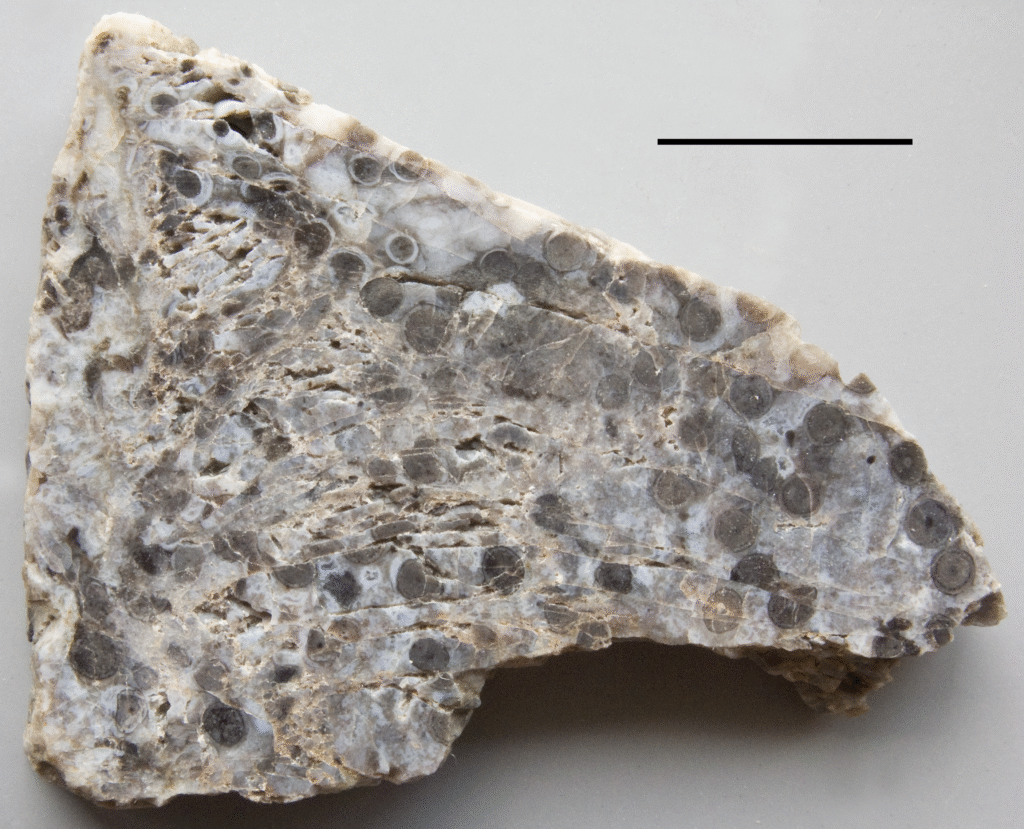 Rhynie chert