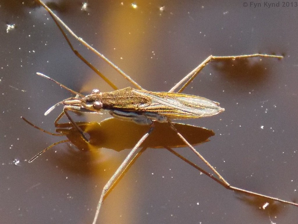 Water Strider - Gerris sp.