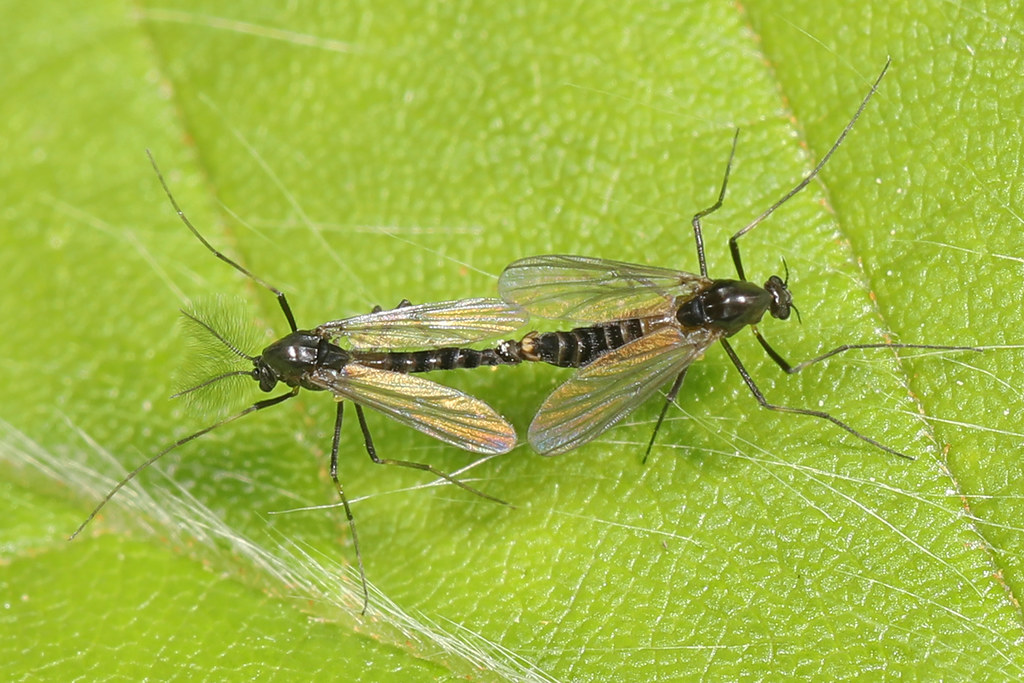 Chironomus Midges, which are good pollinators