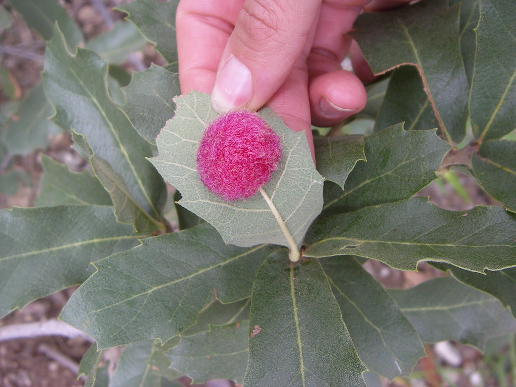 Oak Gall from Gall Wasps (Cynipidae -- Andricus)