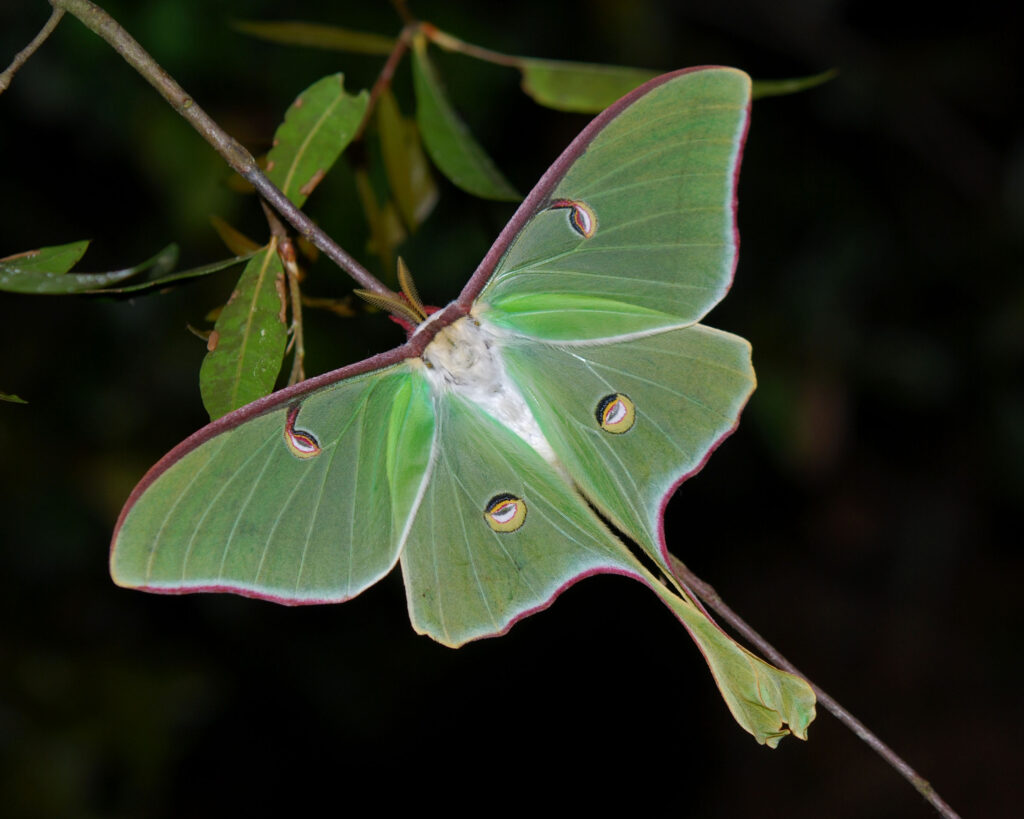 Actias luna in Florida