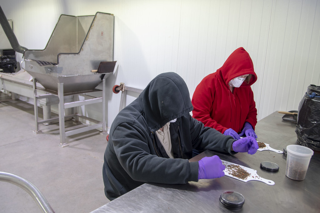Entomologists at work