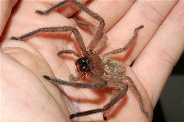 Huntsman-spider-in-hand