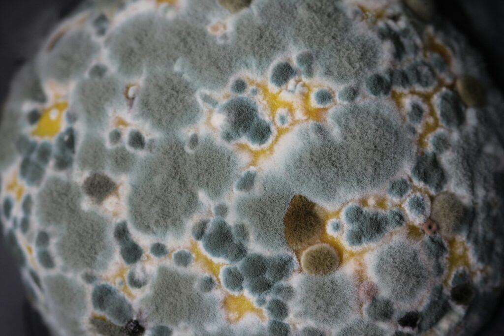 colored molds on a textile