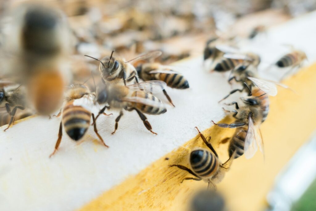 Colony of bees