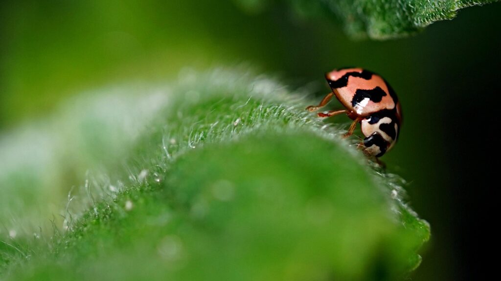 lady bug, insect, leaf, plant, bug, nature, closeup