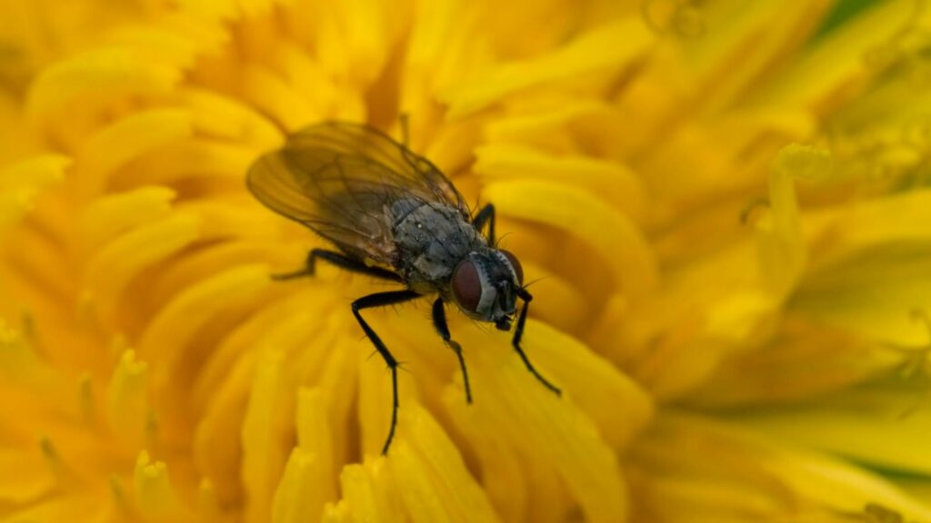 Macro shot of a fly perched on bright yellow flower petals showcasing nature's details.