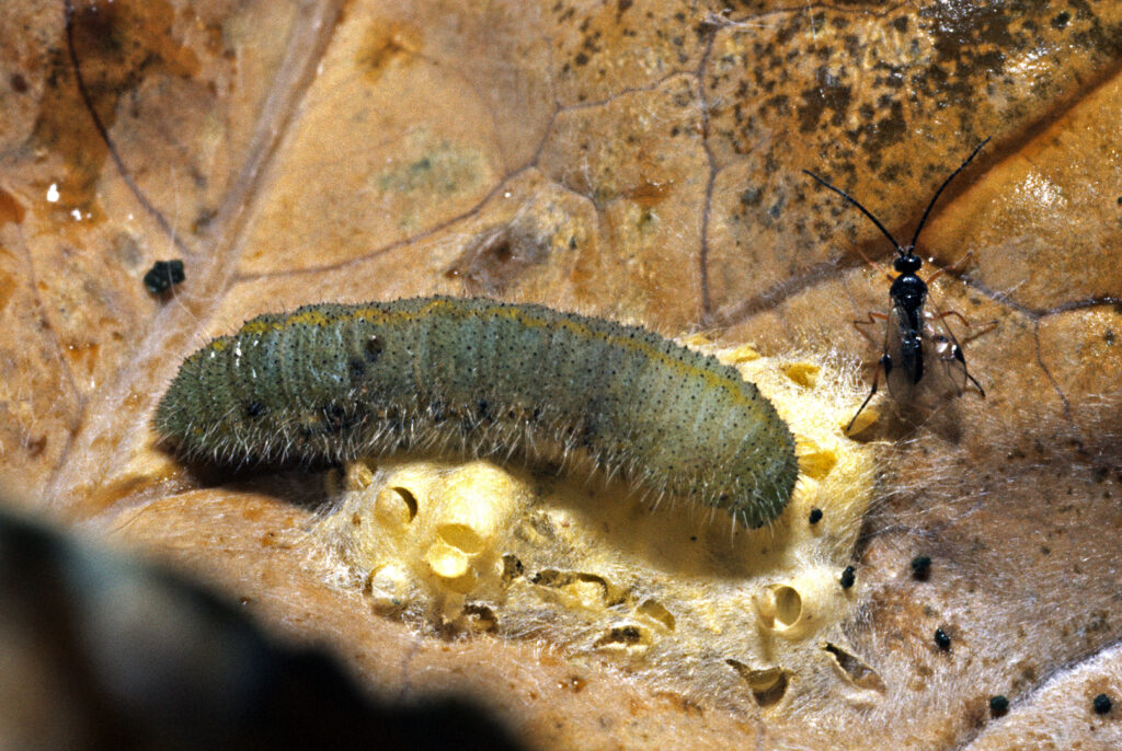 Cotesia glomerata with its host and hatching young 