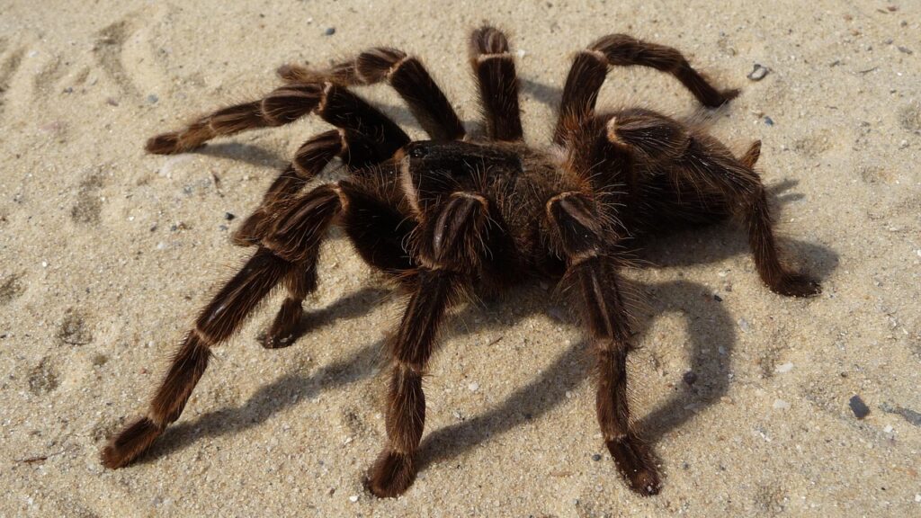 tarantula, spider, brazilian parahybana, haired, insect, nature, arachnophobia, theraphosinae, gruesome, animal, fear, danger