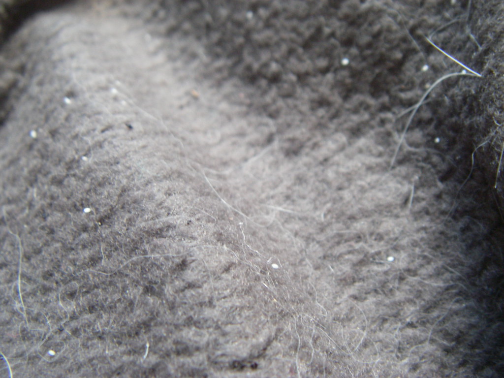 White flea eggs on a pelt