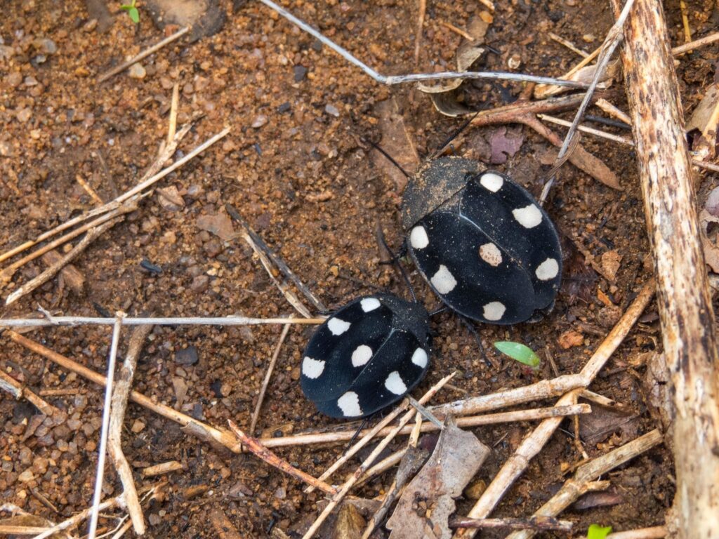 Two domino roaches on a sandy ground