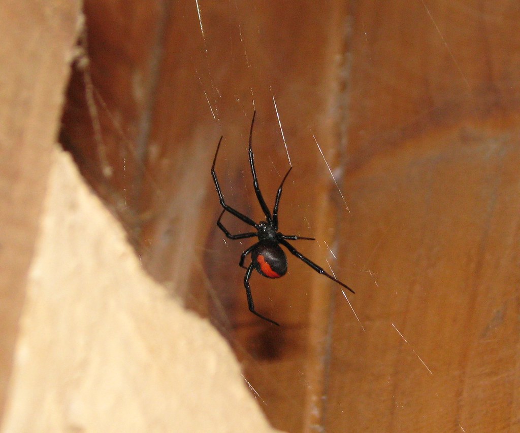 Redback spider in the toilet
