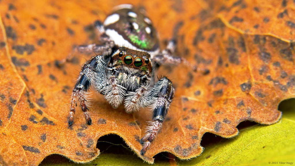 Paraphidippus aurantius on an orange leaf