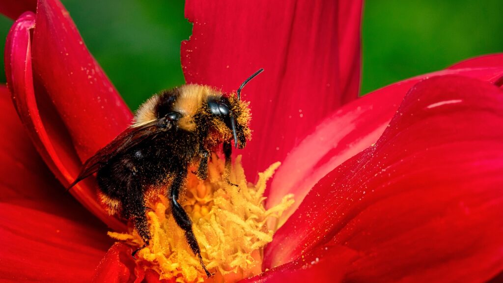 bumble bee, nature, bee, flower wallpaper, beautiful flowers, wings, flower, insect, bombus, pollination, animal, nectar, wildlife, honey, flower background, red, world bee day