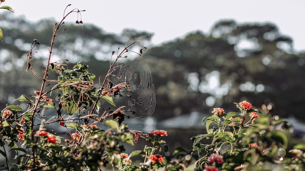 Detailed close-up of a spider web amidst blooming flowers in an outdoor garden setting.