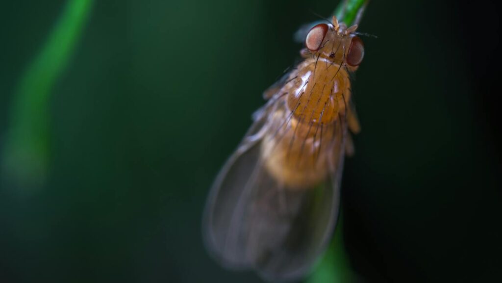 Close-up macro photograph of a vinegar fly perched on a green leaf.