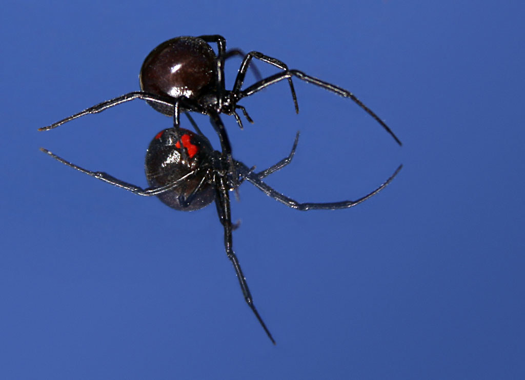 Two redback spiders in a blue background