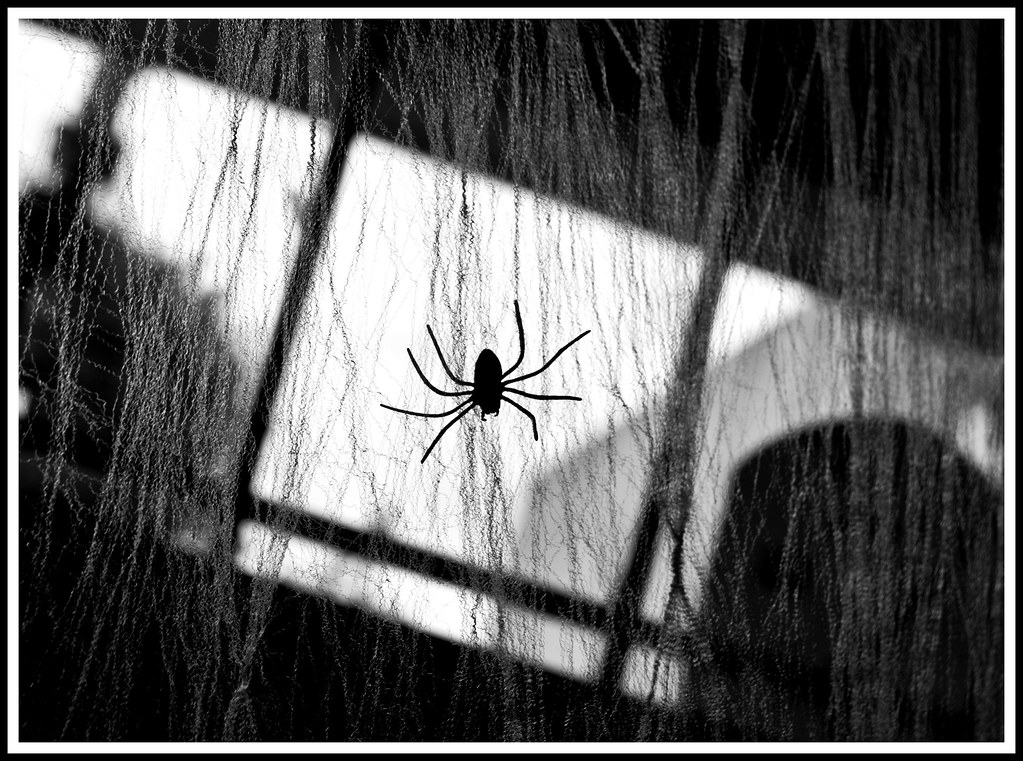 A spider hanging on its curtain-like web