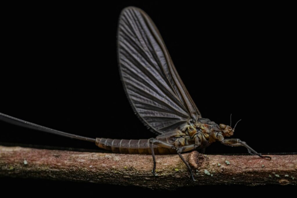 Detailed side view of a mayfly with extended wings perched on a branch against a dark background.