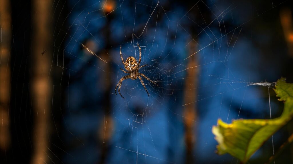 spider, european garden spider, diadem spider, cross spider, crowned orb weaver, araneus diadematus, spider web, arachnid, insect, wildlife, garden spider, trap, invertebrate, pattern