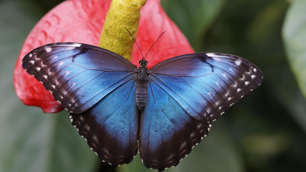 blue morpho, butterfly, nature, flower, pollinate, pollination, wings, beautiful flowers, butterfly wings, lepidoptera, insect, flower wallpaper, rainforest, flower background, morpho peleides, close up, blue butterfly, fauna, animal world
