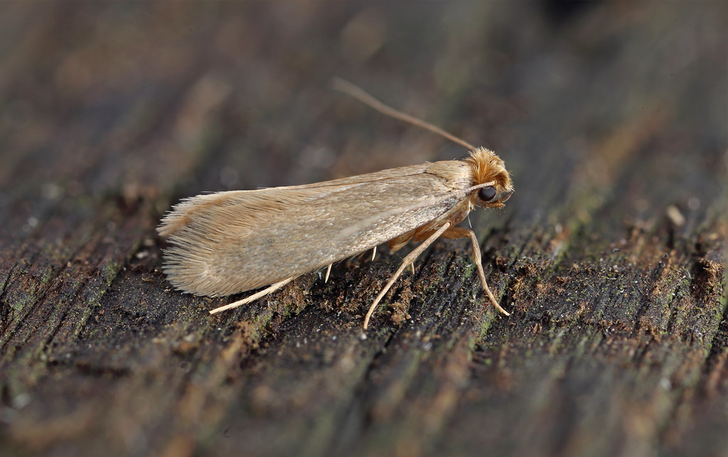 Tineola bisselliella on a wooden surface