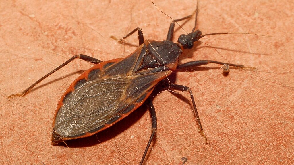 A Kissing Bug on the ground