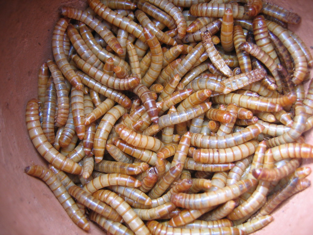 The larvae of darkling beetles