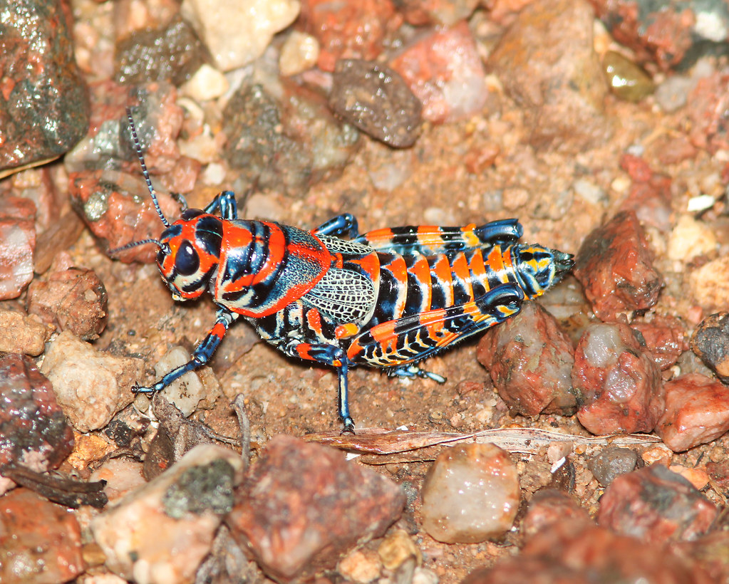Painted grasshopper on red rocks