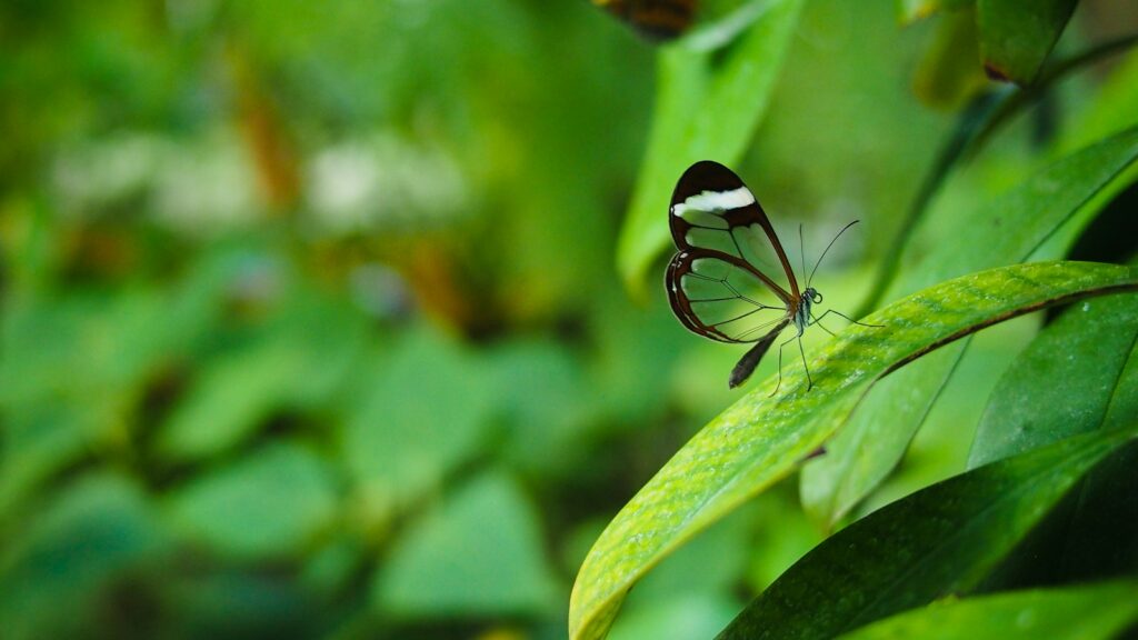 black and white butterfly perched on green leaf in close up photography during daytime