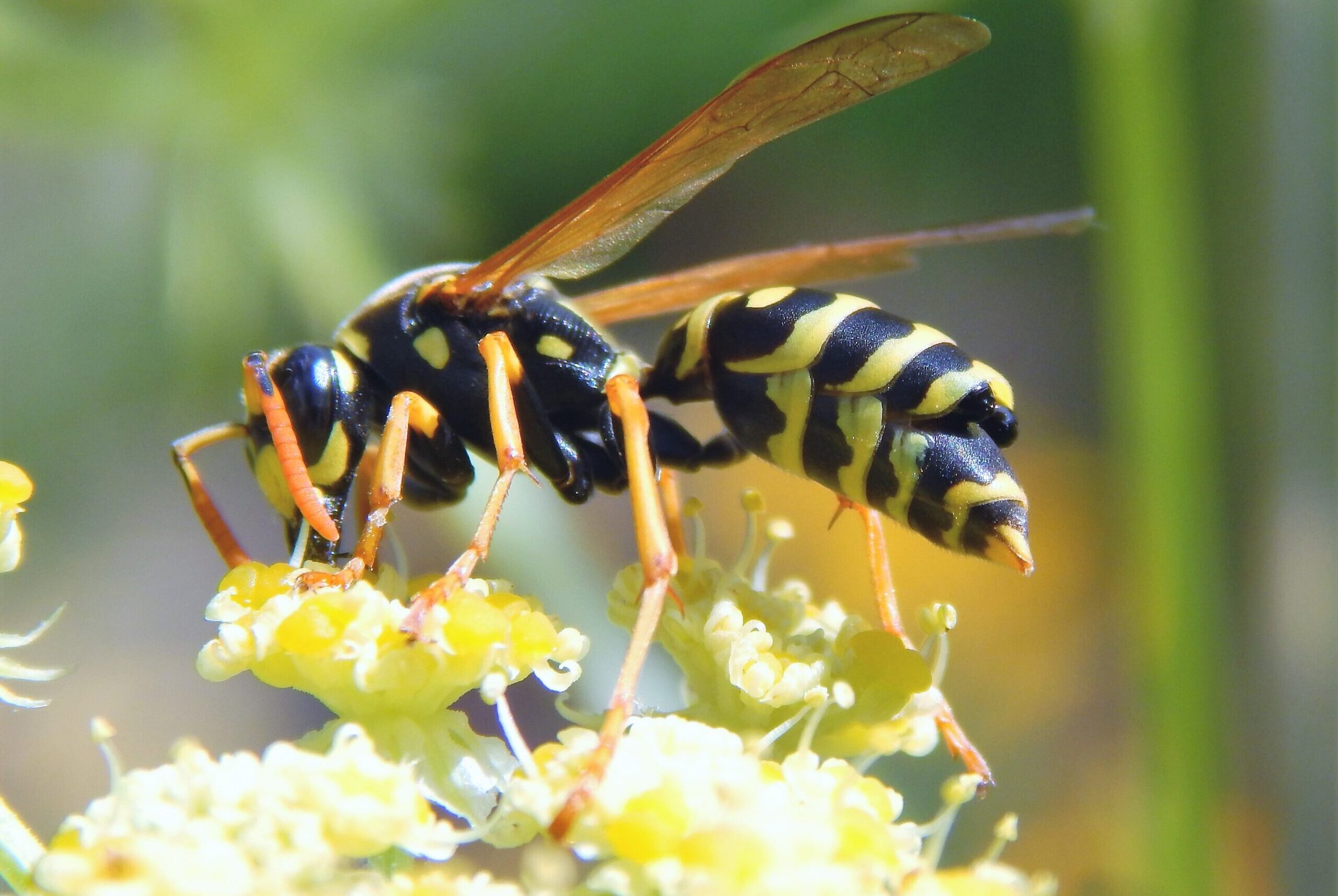 Parasitized field wasp on a flower