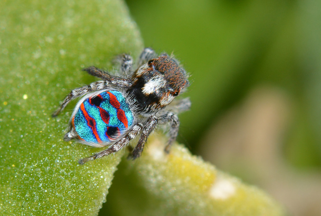 Maratus speciosus