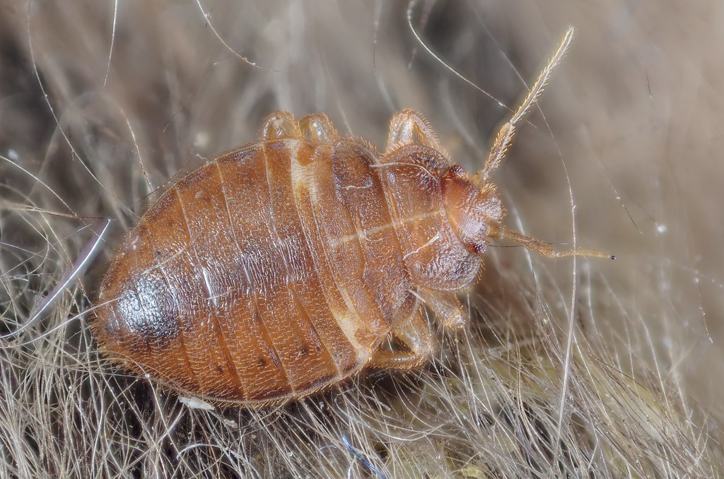 A bed bug on a couch