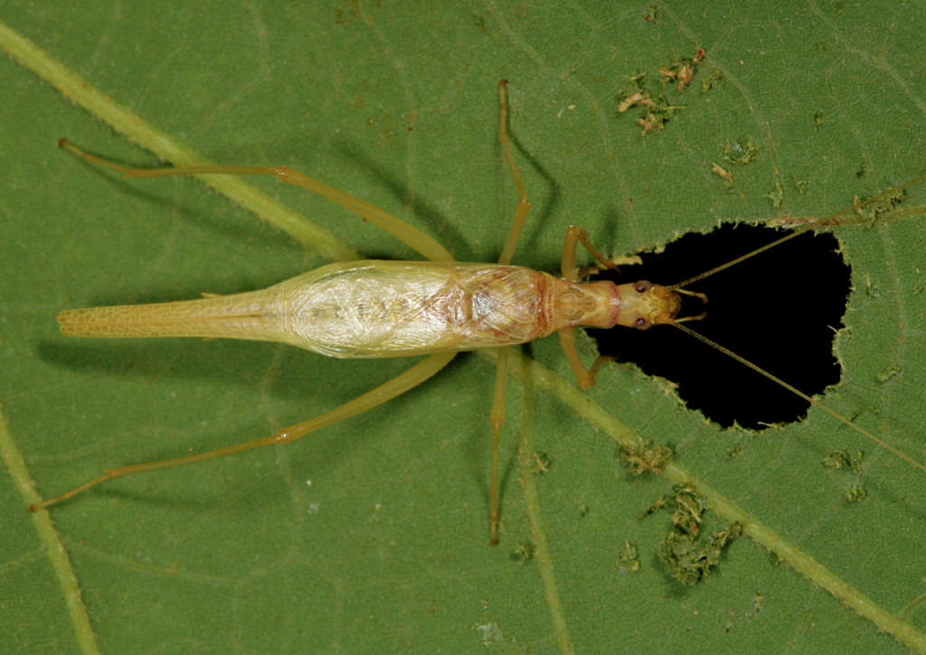 Two-spotted Tree Cricket