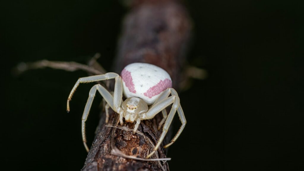 A spider with a white ball on it's back