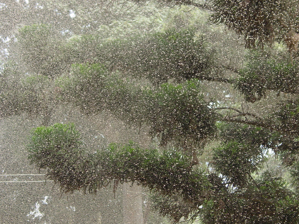 Swarm of flies in a forest