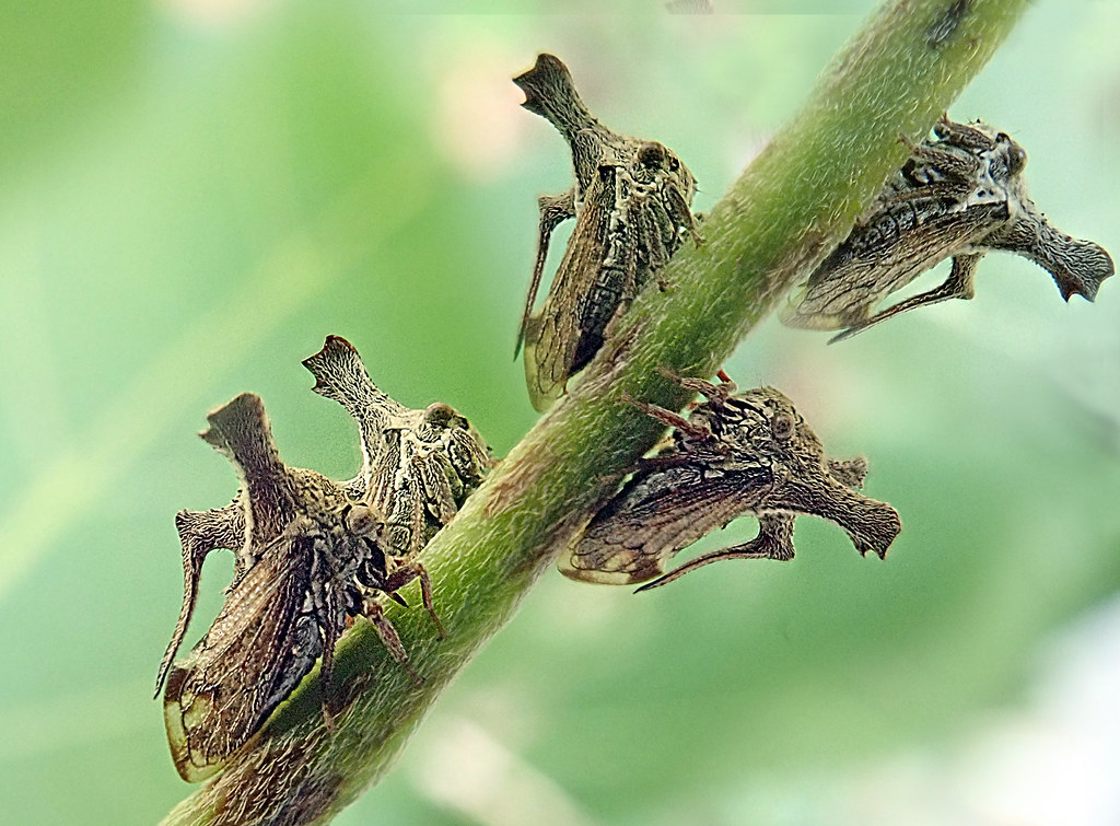 Tree hoppers on a green branch